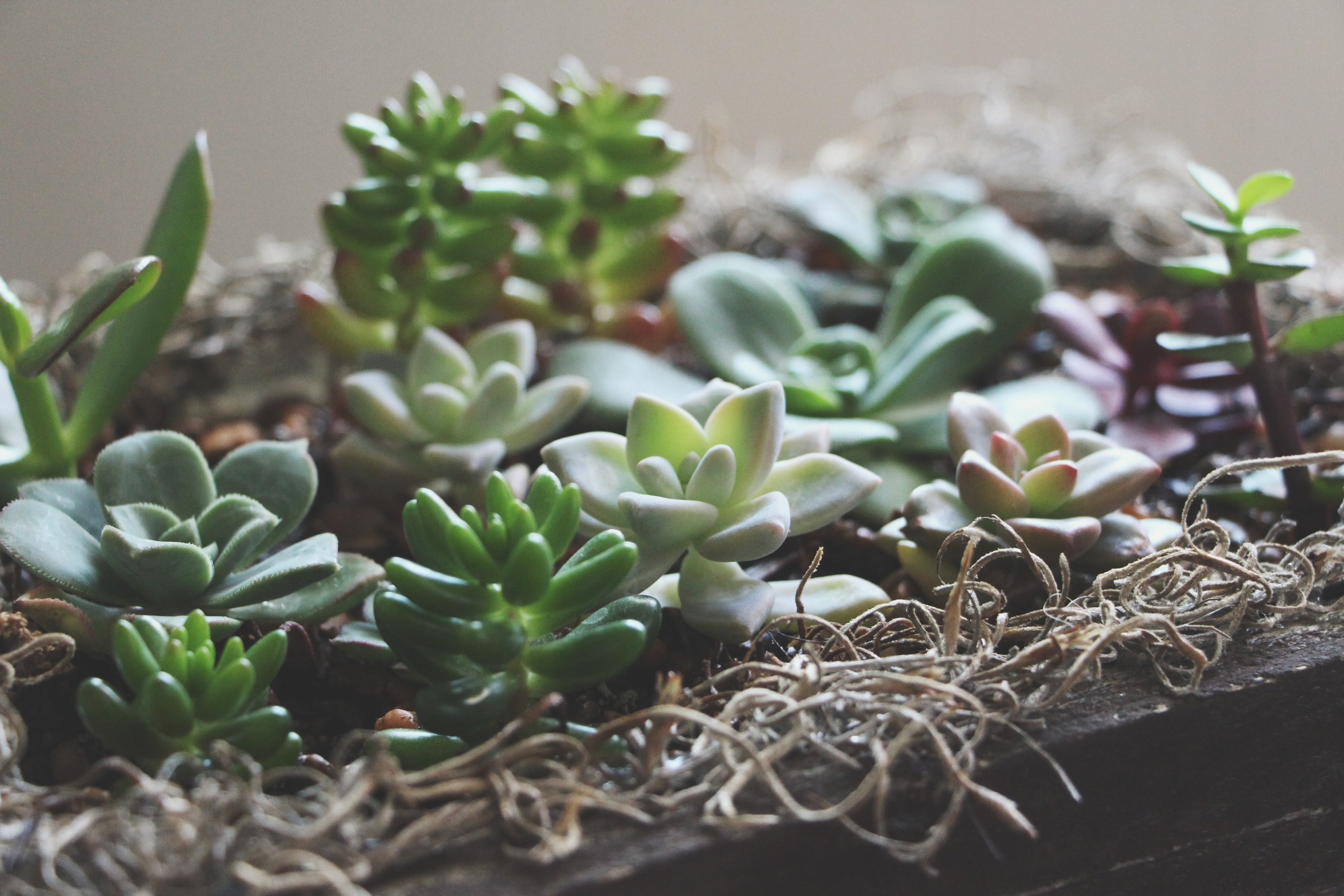 succulent arrangement via needles + leaves